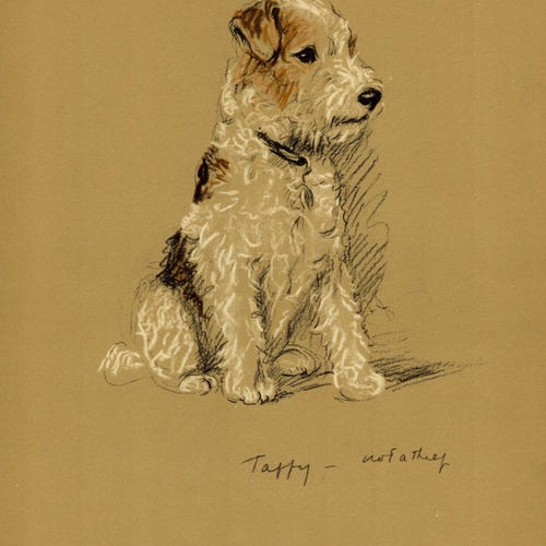 Estampe ancienne de 1940 représentant un Fox Terrier, illustration vintage de Lucy Dawson, cadeau idéal pour un anniversaire (13499f).