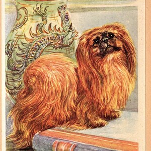 Vintage Pekingese Print Wall Art Decor Scholz Pekingese Art Illustration Home Decor Gift Print 9452k