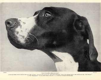 1930's Antique POINTER Dog Print Champion Nancolleth Remarkable Pointer Print Birthday Gift Idea 3589t