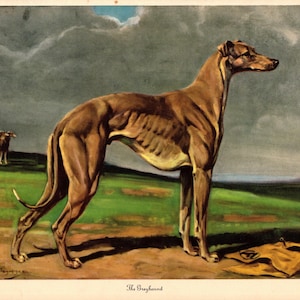 1942 Antique GREYHOUND Print Vintage Edwin Megargee Greyhound Illustration Birthday Gift  Wall Art Home Library Decor 9832s