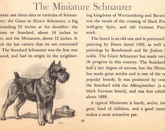 Antique Miniature Schnauzer Print Vintage 1942 Edwin Megargee Schnauzer Art Illustration Home Decor Birthday Gift Idea 13546u