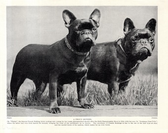 1930's French Bulldog Print A Proud Mother Champion Thisbe and Son Ch Bonhams Close Toby Frenchie Dog Print 12937c