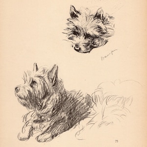 1940 Cairn Terrier Print Wall Art Decor Vintage Lucy Dawson Cairn Terrier Illustration Gallery Wall Art Gift for Birthday Friend 10566k