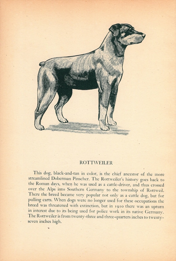 Can A Rottweiler And A Irish Wolfhound Be Friends