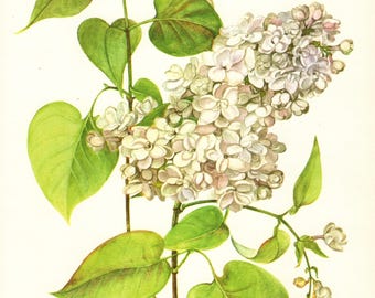 Beautiful Lilac Flower Art Print Botanical Print White Lilac Flower Gallery Wall Art Home Library Decor  Shrub 10708-120
