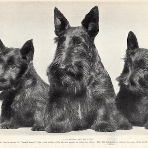 1930&#39;s Antique SCOTTISH TERRIER Dog Print Champion Gaisgill Monah and Puppies Scotty Dog Print Birthday Gift Idea 10644k