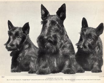 1930's Antique SCOTTISH TERRIER Dog Print Champion Gaisgill Monah and Puppies Scotty Dog Print Birthday Gift Idea 10644k