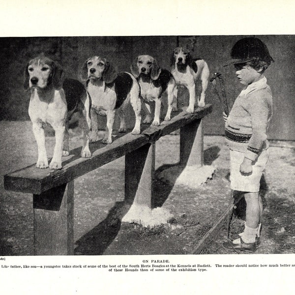 Décoration murale amusante à imprimé chien BEAGLE des années 30, chenil Radlett, Beagles sur un banc avec petit garçon imprimé, idée cadeau d'anniversaire 7482a