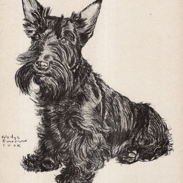 1945 Grabado antiguo de Scottish Terrier Ilustración de Scottie Ch. Relgalf Ribbon Raider Gladys Emerson Cook Dog Art Print GEC 13139w