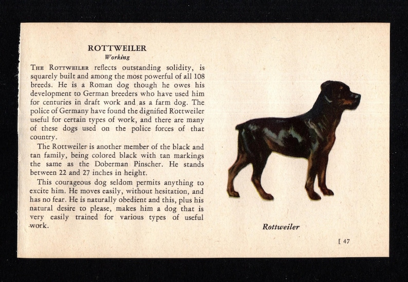 Ole Rotti 1941 Tiny Rottweiler Print MINIATURE Size Ole Larsen Rottweiler Dog ...