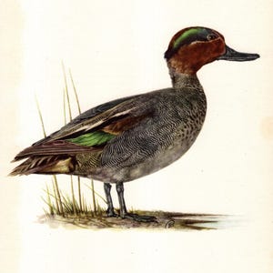 May include: A detailed illustration of a teal duck. The bird has a brown head with a green patch, a gray body with intricate feather patterns, and a touch of green on its wings. It stands on a patch of grass against a white background.