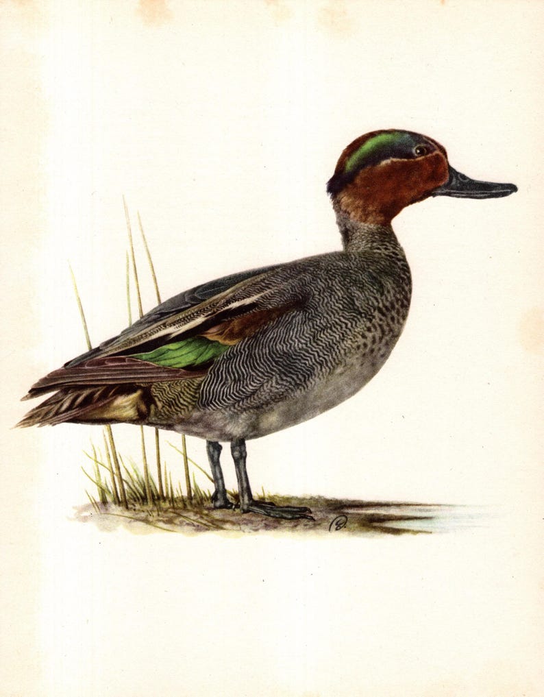 May include: A detailed illustration of a teal duck. The bird has a brown head with a green patch, a gray body with intricate feather patterns, and a touch of green on its wings. It stands on a patch of grass against a white background.
