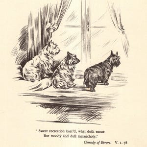 May include: A vintage pen and ink illustration depicts three Scottish Terrier dogs near a window. Two dogs sit, while one stands, all facing the window. The image includes text from Shakespeare's "Comedy of Errors."