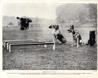 1930's Antique Dog Trials Print Champion Poodle King Lee of Piperscroft Jumps While Dane and German Shepherd Watch 12927n
