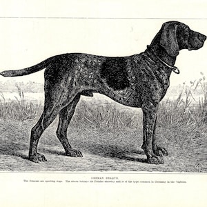 1930&#39;s Antique German Shorthaired Pointer Dog Print Wall Art Decor Vintage German Braque Print 11050g
