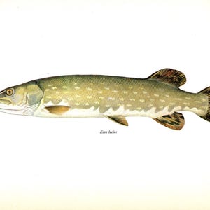 Vintage Hecht Fisch Druck Fisch Wand Kunst Fischer Hütte Strand Haus Dekor Fischer Geschenk für Geburtstag 10488-58
