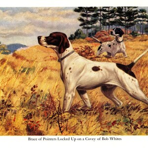 Puede incluir: Una pintura de dos perros pointer blancos y marrones en un campo de hierba alta. Los perros apuntan con la nariz en la misma dirección, como si estuvieran cazando. La leyenda debajo de la pintura dice "Brace of Pointers Locked Up on a Covey of Bob Whites."