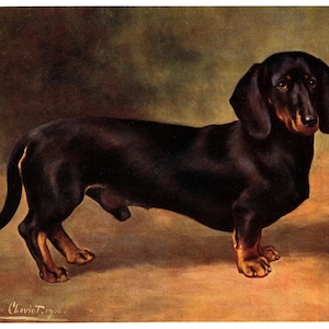 1911 Antique Dachshund Print Wall Art Decor Earl Satin Dachshund Lilian Cheviot Dachshund Art Illustration 10685f