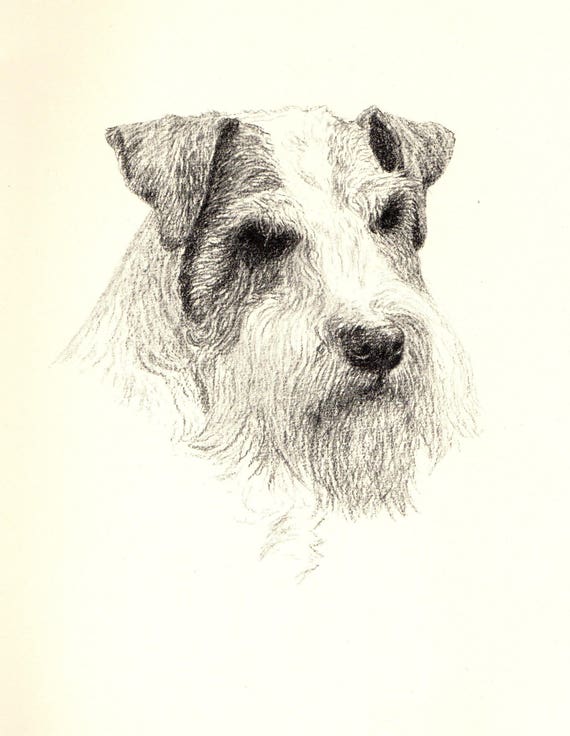1935 Vintage Sealyham Terrier Dog Print Antique Dog Pet Art | Etsy