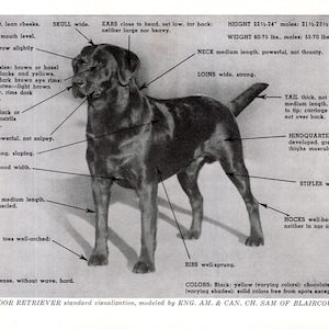 May include: A black and white illustration of a Labrador Retriever dog, with labels pointing to its physical features. The dog's height is 22.5-24 inches for males and 21.5-23 inches for females. The weight is 60-75 lbs for males and 55-70 lbs for females.