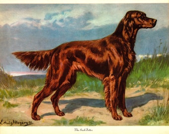 Antique IRISH SETTER Print Wall Art Decor Vintage 1942 Edwin Megargee Hunting Dog Gallery Wall Art Print Home Library Decor 8115p