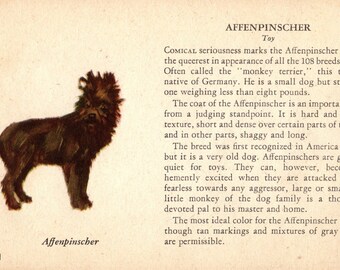 1939 Tiny Affenpinscher  Dog Print Miniature Ole Larsen Affenpinscher Illustration Wall Art Decor Birthday Gift Idea 7242Q