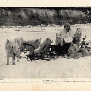 1930's Antique SLED DOGS Print Samoyed Pulling Sledge Sled Dog Sledding Print Wall Art Decor Birthday Gift Idea 8155b