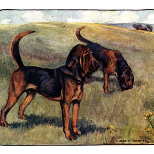 1906 Antique Bloodhound Print Wall Art Decor Vintage Vernon Stokes Bloodhound Illustration Rustic Lodge Decor Gift for Birthday vs 8575c