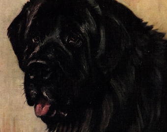 1930's Antique NEWFOUNDLAND Print Wall Art Decor Vintage f t Daws Newfoundland Dog Art Illustration Gallery Wall Art Gift Idea 13541p