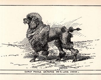 Antique Poodle Print Wall Art Decor Champion Rufus Poodle 1900 Dog Art R H Moore Illustration Farmhouse Cabin Decor 11406a