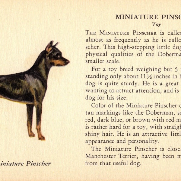 1939 Zwergpinscher Print TINY Size Ole Larsen Zwergpinscher Hund Illustration Geburtstag Geschenk Idee 4714e