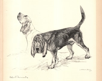 1938 Antique Bloodhound Print Wall Art Decor Vernon Stokes Bloodhound Illustration Wall Art Lodge Cottage Home Decor  vs 12318c