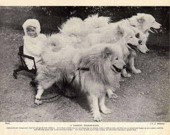1930's Antique Samoyed Print Team of Samoyeds Pull Baby in Cart Samoyed Dog Team Birthday Gift Idea 8172u