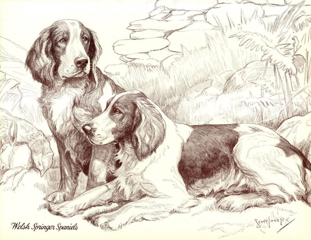 1930's Antique WELSH SPRINGER SPANIEL Print Wall Art Decor Vintage Nina ...