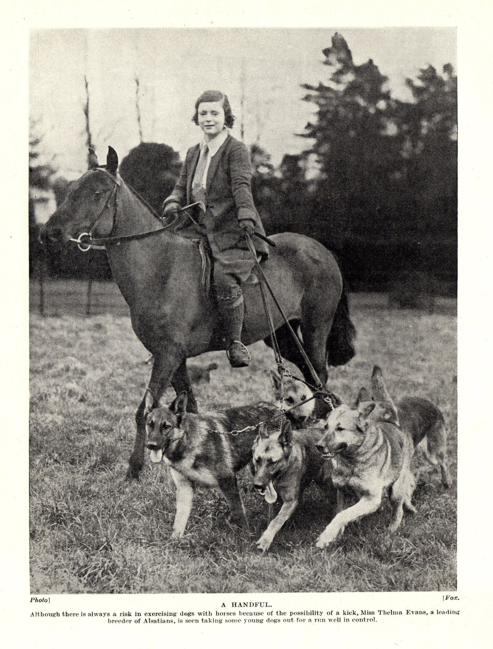 1930's Antique German Shepherd Dog Print Breeder Thelma Etsy