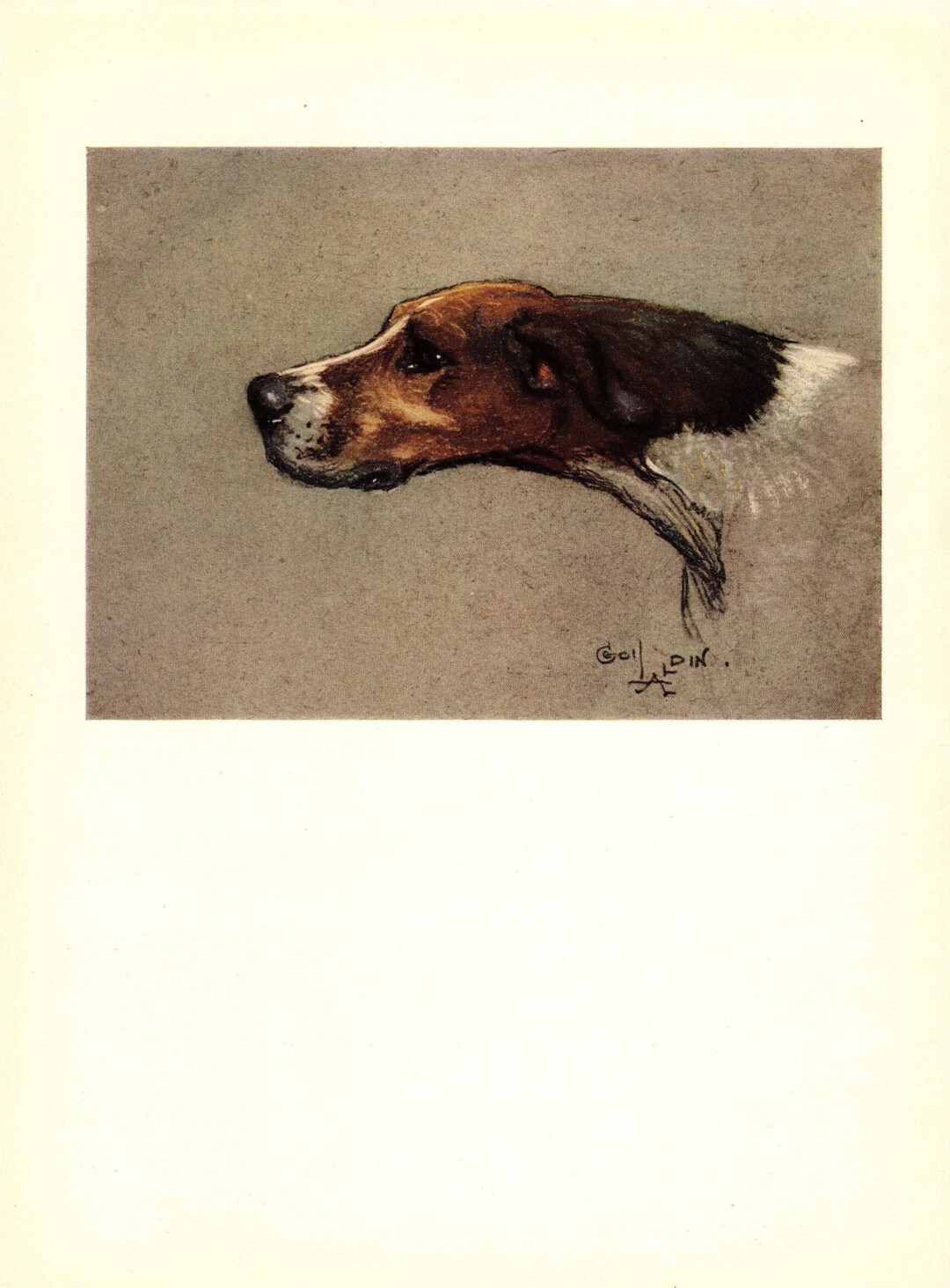 1930 Vintage Foxhound Print Gundog Hunting Dog Wall Art Decor Cecil ...