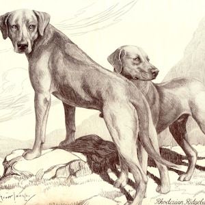 1930&#39;s Antique RHODESIAN RIDGEBACK Dog Print Nina Scott Langley Rhodesian Ridgeback Art Illustration Birthday Gift Idea 10646m