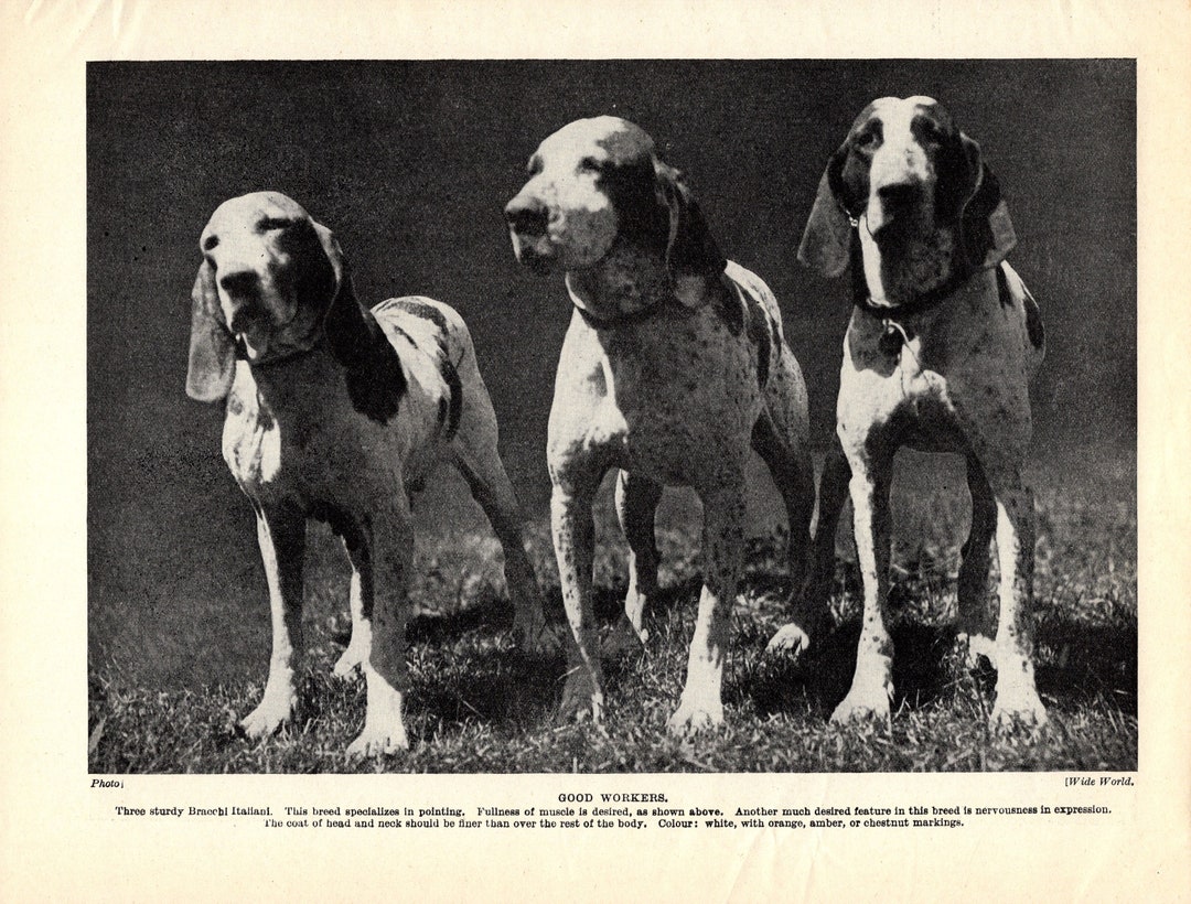 1930's Antique Braccho Italiano Dog Print Italian Hunting Dog Print