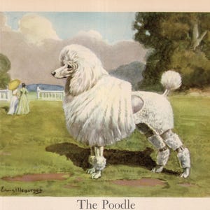 Antique Poodle Print Wall Art Decor Vintage 1942 Edwin Megargee Poodle Illustration Gallery Wall Art Birthday Gift Idea 11976k