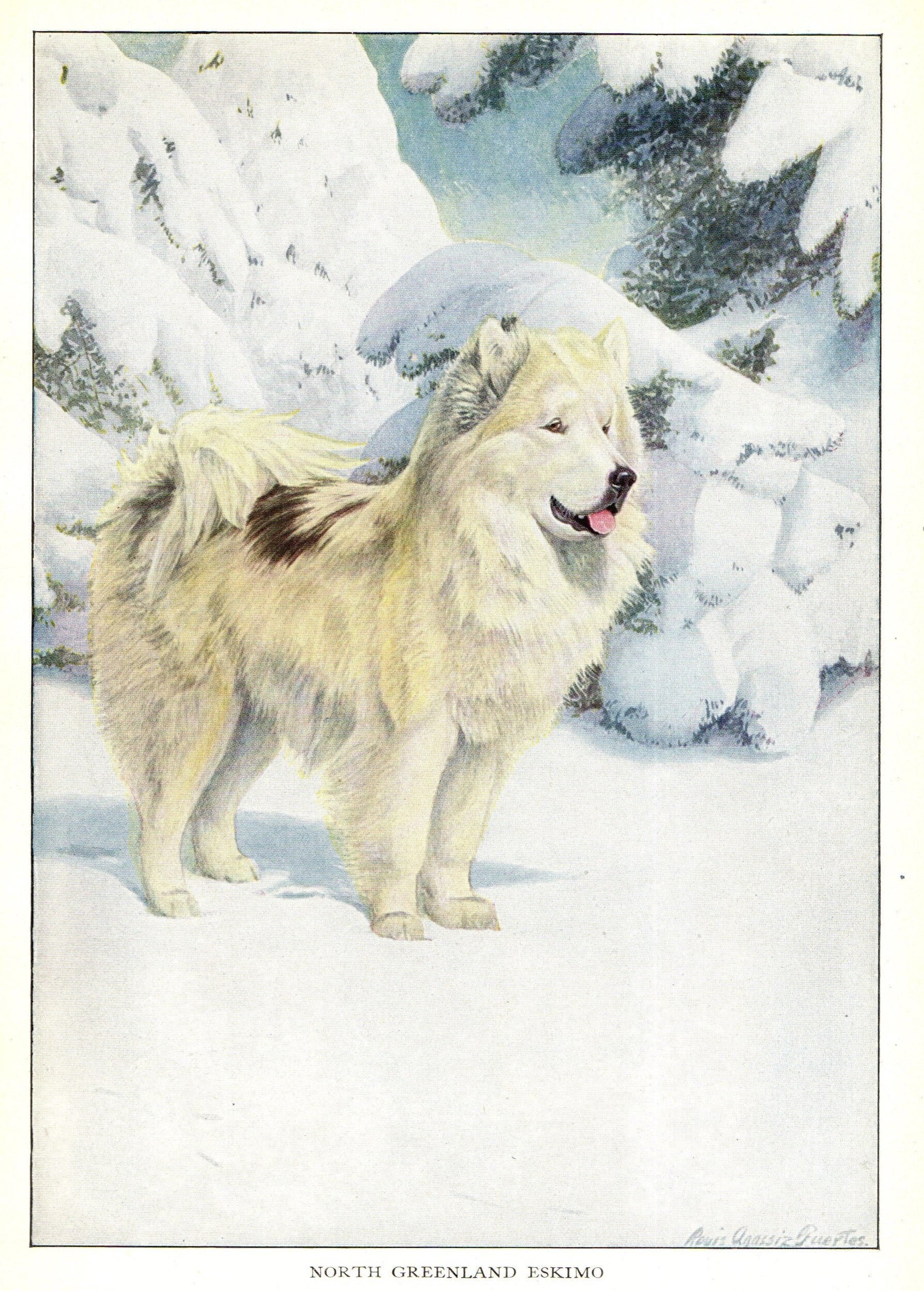 1919 Antik Grönland Eskimo Hund Kunstdruck Schlitten Etsy