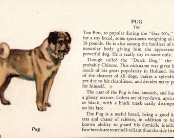 1939 Tiny Pug Dog Print Miniature Ole Larsen Pug Illustration Birthday Gift  Wall Art Home Decor 11317a
