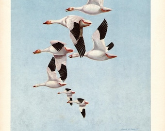 Vintage Snow Goose Print Wall Art Decor 1950s Geese Bird Art Print Coastal Waterfowl Decor Angus Shortt Art 11830f