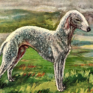 1930&#39;s Antique BEDLINGTON TERRIER Print Wall Art Decor Vintage Vere Temple Bedlington Terrier Illustration Dog Art Print 10933t
