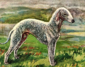 1930's Antique BEDLINGTON TERRIER Print Wall Art Decor Vintage Vere Temple Bedlington Terrier Illustration Dog Art Print 10933t
