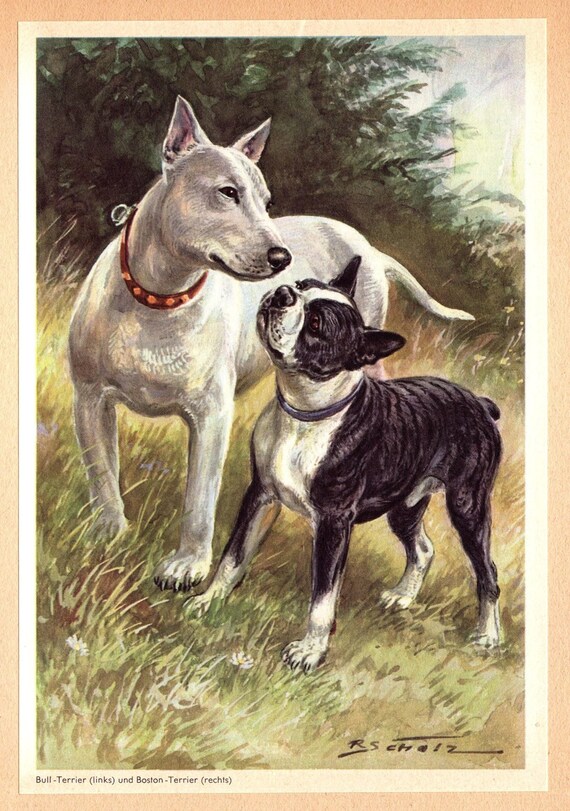 Vintage Bull Terrier and Boston Terrier Print Wall Art Decor