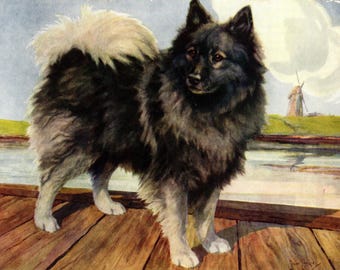 1930's Antique Keeshond Print Wall Art Decor Nina Scott Langley Keeshond Illustration Cottage Lodge Home Decor Birthday Gift 13542Q