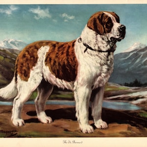 Antique Saint Bernard Print Wall Art Decor Vintage 1942 Edwin Megargee St Bernard Illustration Birthday Gift Home Library Decor 9661f