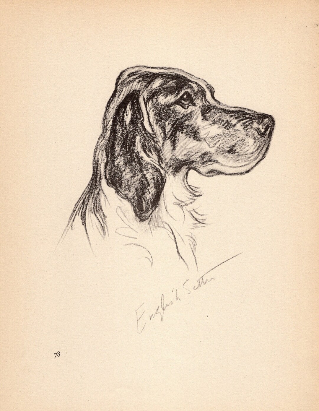 1940 Antique ENGLISH SETTER Print Vintage Lucy Dawson English Setter ...