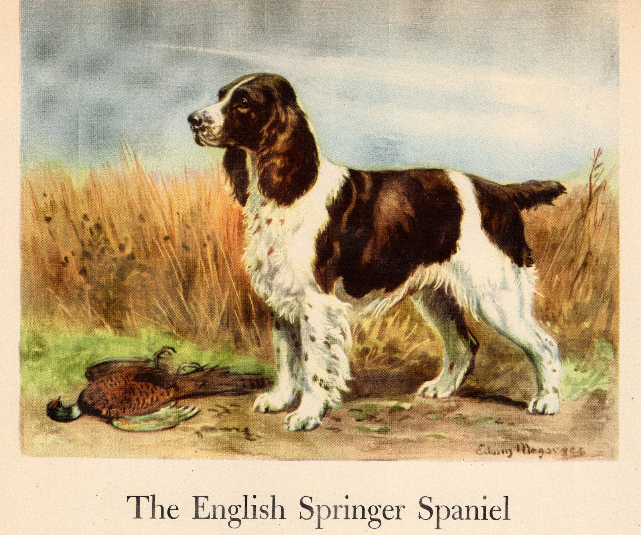 1942 Antique English SPRINGER SPANIEL Dog Print Vintage Edwin