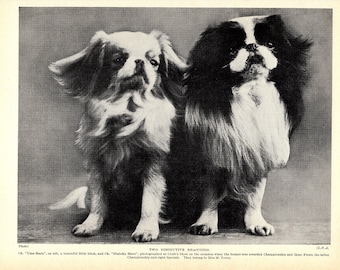 1930's Antique Japanese Chin Dog Print Champion Nintoku Maru and Ume Maru Cottage Home Decor Birthday Gift Idea 7154v